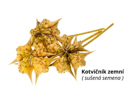 Kotvičník zemní sušená semena